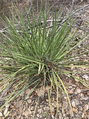 Asparagaceae