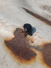 Histeridae