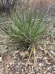 Asparagaceae
