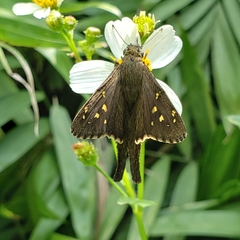 Eudamini