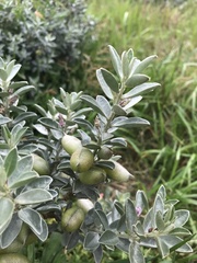 Podalyria sericea