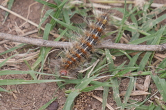 Paracles deserticola