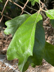 Quercus falcata
