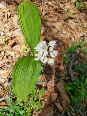 Govenia liliacea