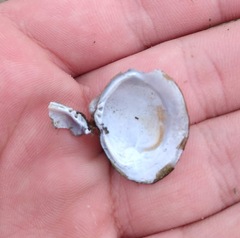 Corbicula fluminea