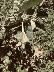 Croton lindheimeri