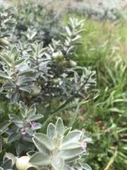 Podalyria sericea