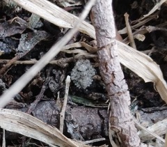 Gelastocoris oculatus