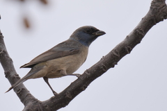 Rauenia bonariensis