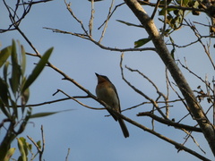Myiagra rubecula