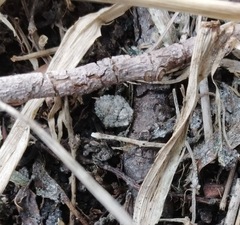 Gelastocoris oculatus