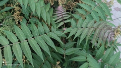 Ailanthus altissima