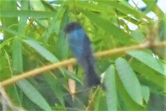 Dicrurus aeneus aeneus