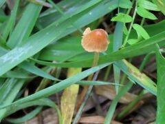 Conocybe tenera