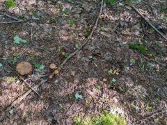 Cortinarius armillatus