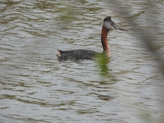 Podiceps major