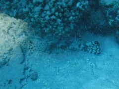 Papilloculiceps longiceps