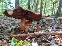 Cortinarius armillatus