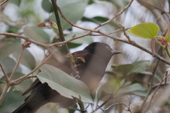 Icterus pyrrhopterus