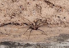 Loxosceles reclusa