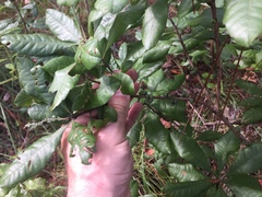 Morella caroliniensis