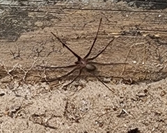 Loxosceles reclusa