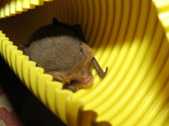 Nyctophilus geoffroyi