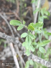 Chrysojasminum fruticans