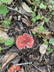 Russula rosacea