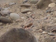 Alectoris chukar