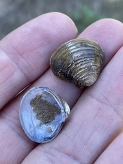 Corbicula fluminea