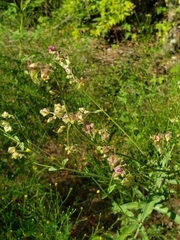 Mirabilis