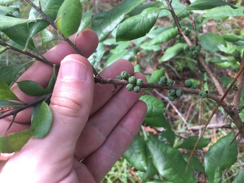 southern bayberry