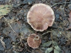 Cortinarius torvus