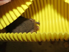 Nyctophilus geoffroyi