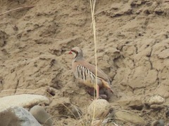 Alectoris chukar