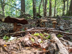 Cortinarius armillatus