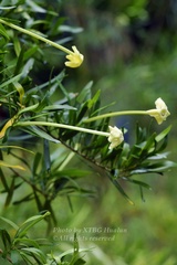 Brunfelsia densifolia