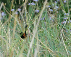 Malurus melanocephalus