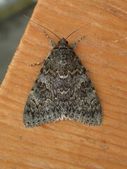 Catocala californica