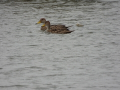 Anas georgica