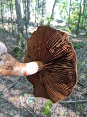 Cortinarius armillatus