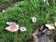 Russula fragilis