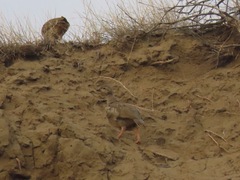 Alectoris chukar