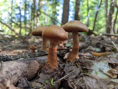 Cortinarius armillatus