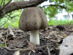 Coprinopsis romagnesiana