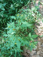 Bidens tripartita