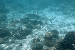 Carcharhinus melanopterus
