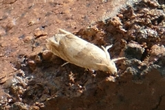 Eucosma conterminana