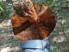 Cortinarius armillatus